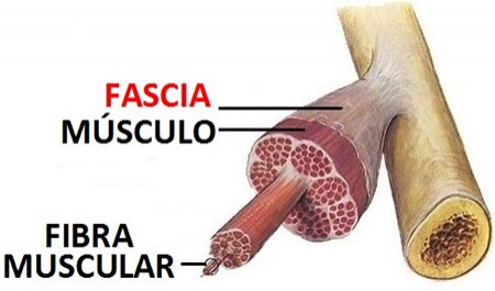que-es-la-fascia-muscular